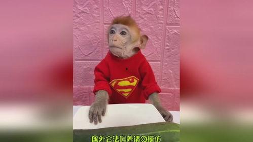 猴哥喝酒吃瓜,欢乐时光尽享逍遥