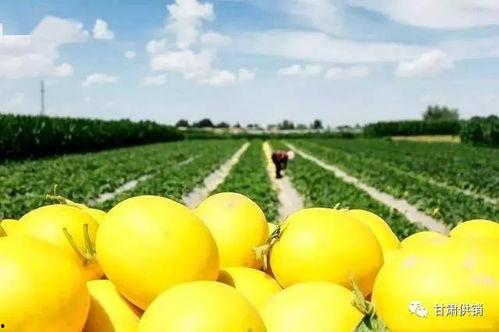 芳香蜜瓜怎么吃,解锁夏日清新美味