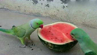 西瓜吃瓜影视在线观看,畅享海量影视盛宴