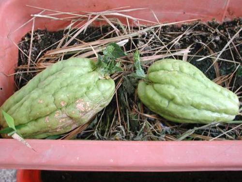 加州生物博士吃瓜,一场科学与生活的奇妙碰撞