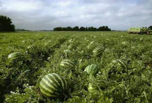 吃瓜感想,一场舌尖上的味蕾盛宴